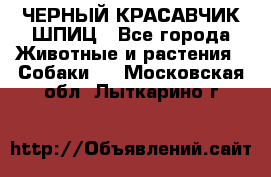 ЧЕРНЫЙ КРАСАВЧИК ШПИЦ - Все города Животные и растения » Собаки   . Московская обл.,Лыткарино г.